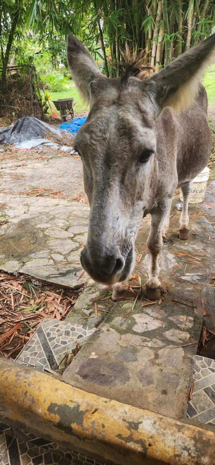 Fata Morgana Eco Hotel Las Terrenas Zewnętrze zdjęcie